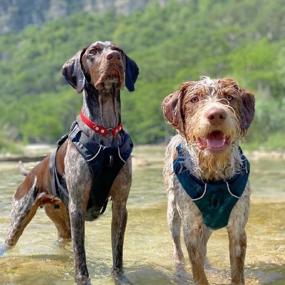 Meet your Posher, Abby